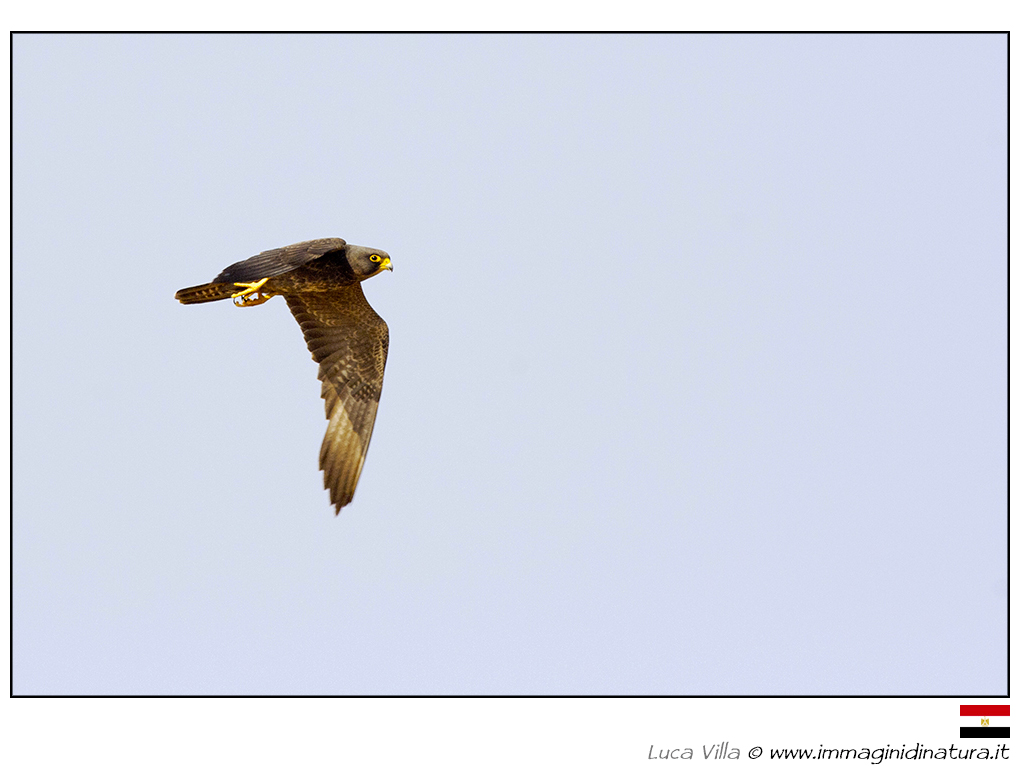 Falco unicolore - Falco concolor